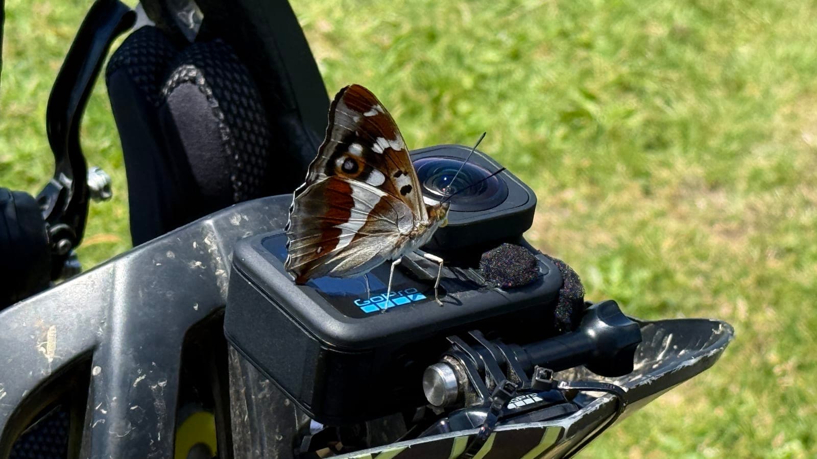Butterfly resting on an enduro bike during the San Pietro al Natisone weekend.